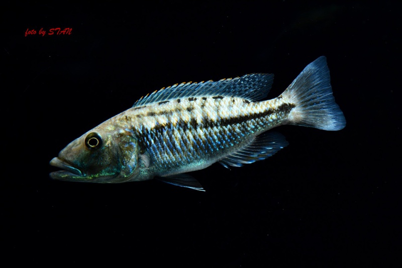 Tyrannochromis maculiceps
